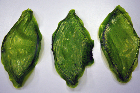 silk-leaf